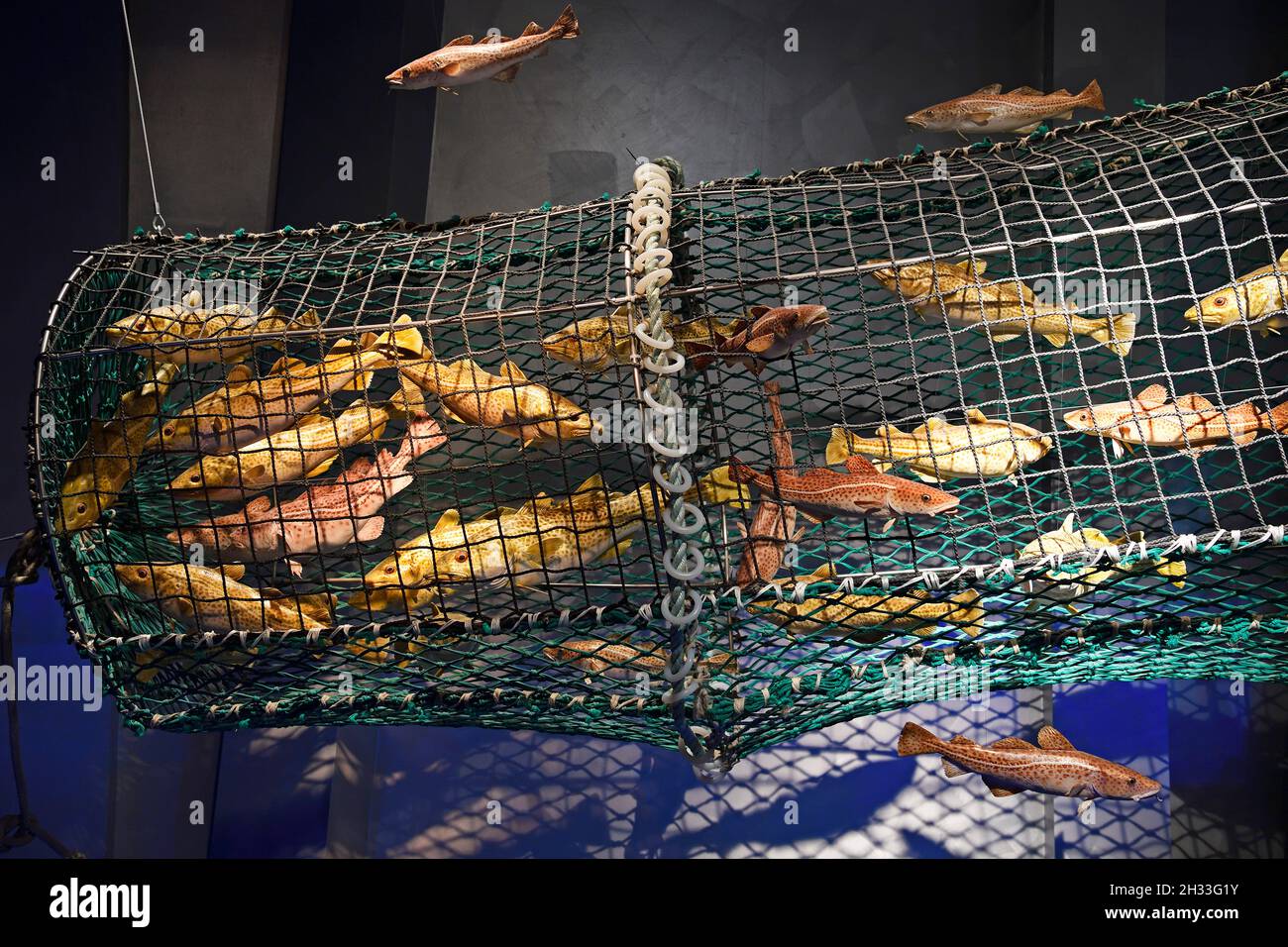 schematische Darstellung einer Fischreuse  im Ozeaneum, Hansestadt Stralsund, Mecklenburg-Vorpommern, Deutschland, Europa Stock Photo
