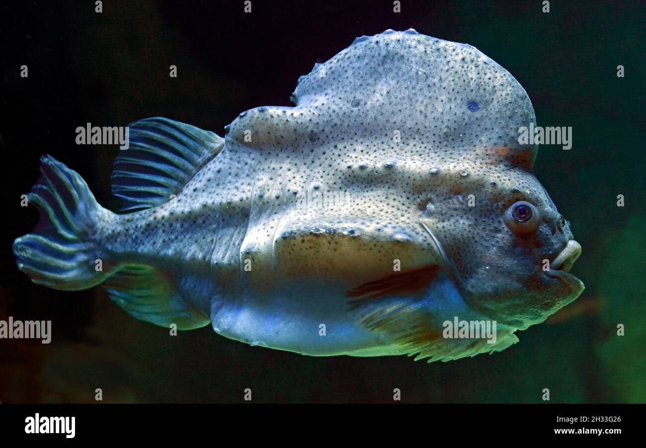 seehase-cyclopterus-lumpus-im-ozeaneum-hansestadt-stralsund