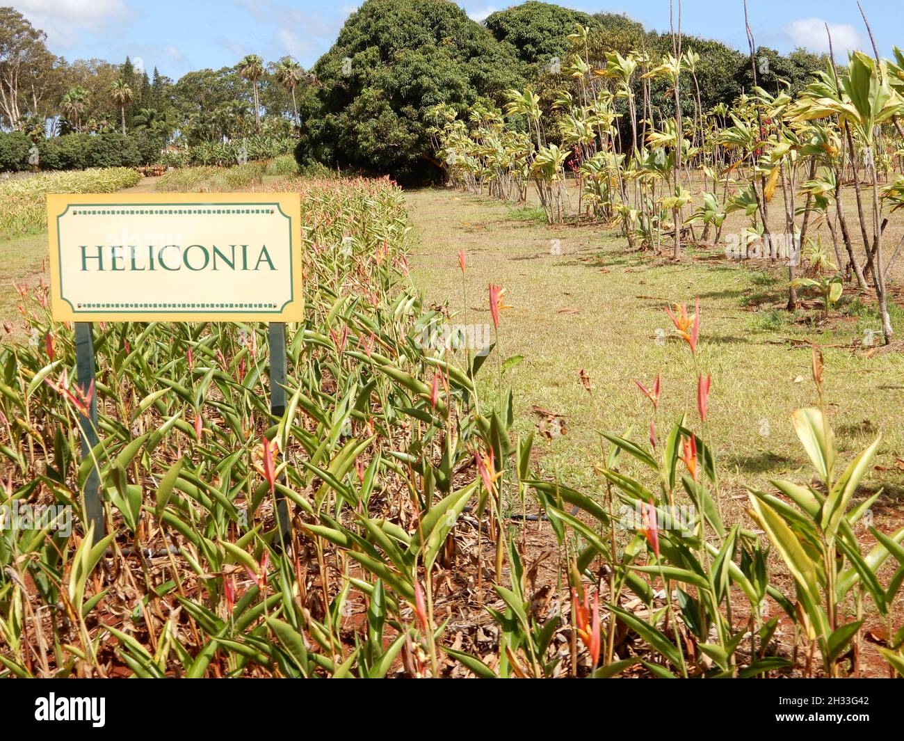 Oahu HI U.S.A. 6/3&6/2021. Dole Plantation. Gardens. Pineapple Express