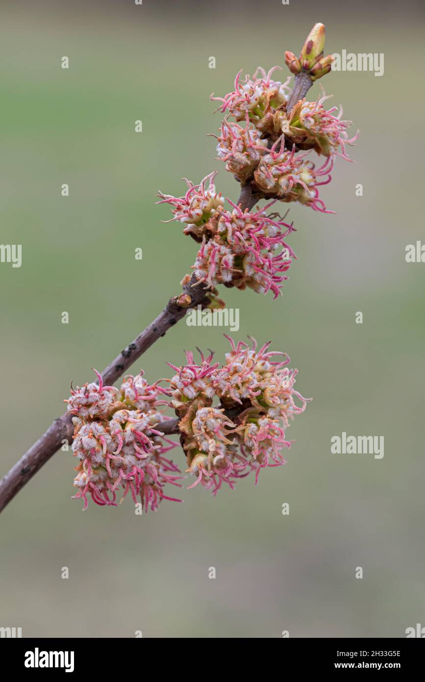 Silber-Ahorn (Acer saccharinum) Stock Photo