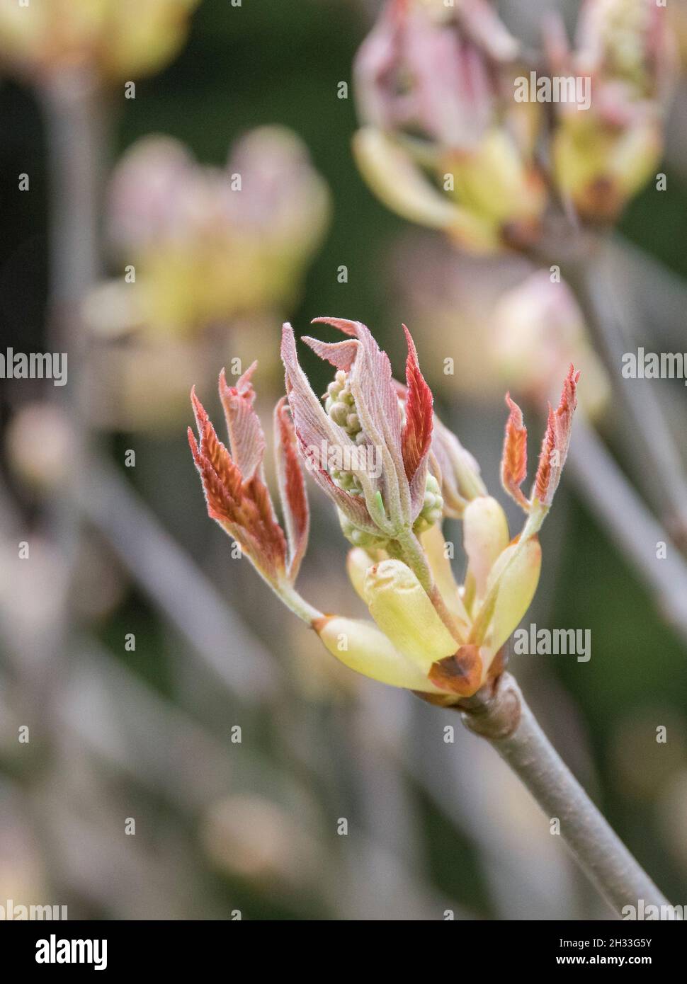Rosskastanie (Aesculus × mutabilis 'Induta') Stock Photo