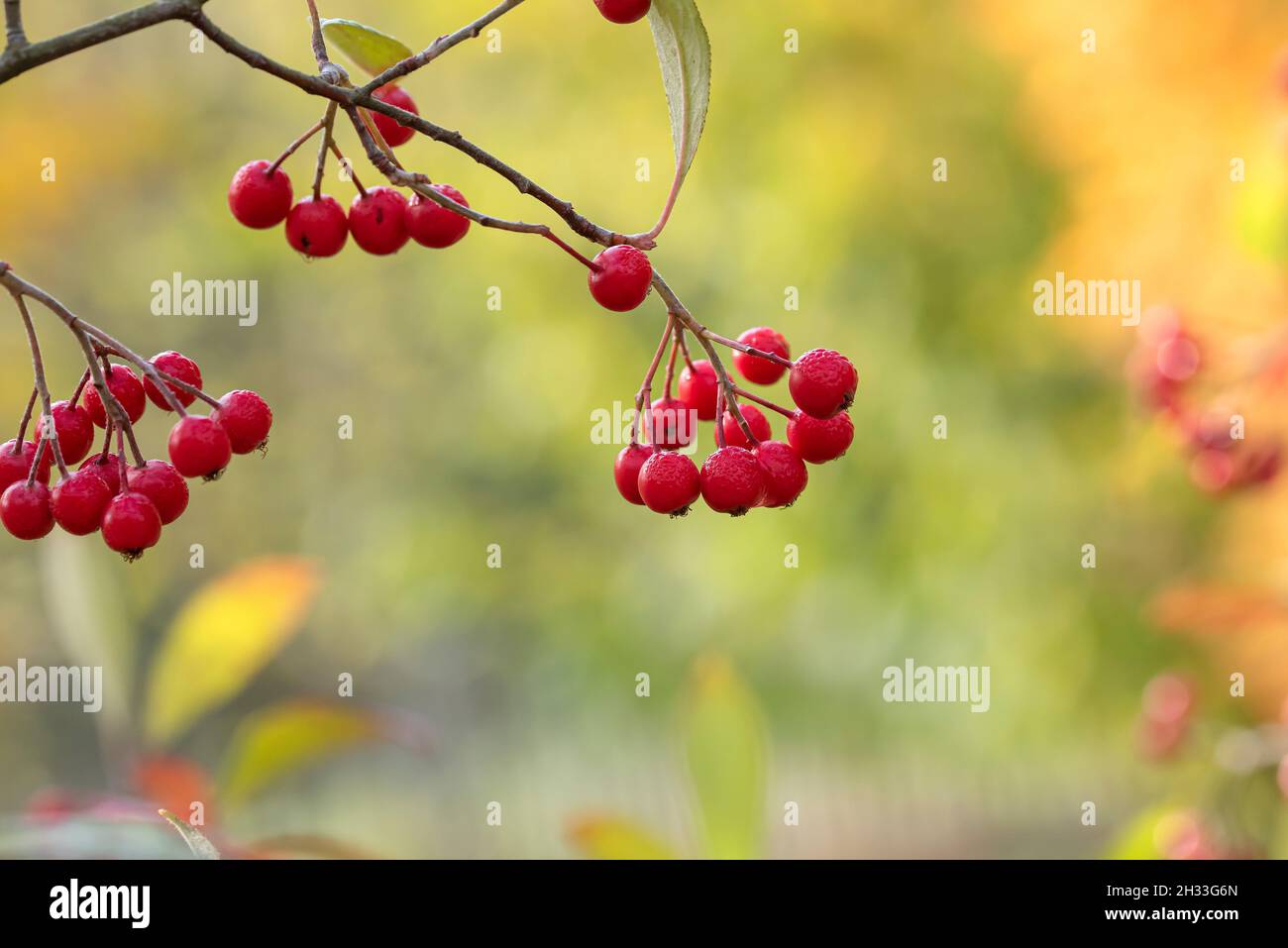 Filzige Apfelbeere (Aronia arbutifolia) Stock Photo