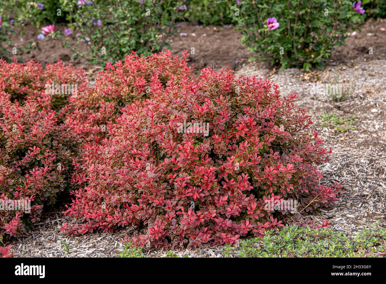 Rote Zwerg-Berberitze (Berberis thunbergii 'Admiration') Stock Photo