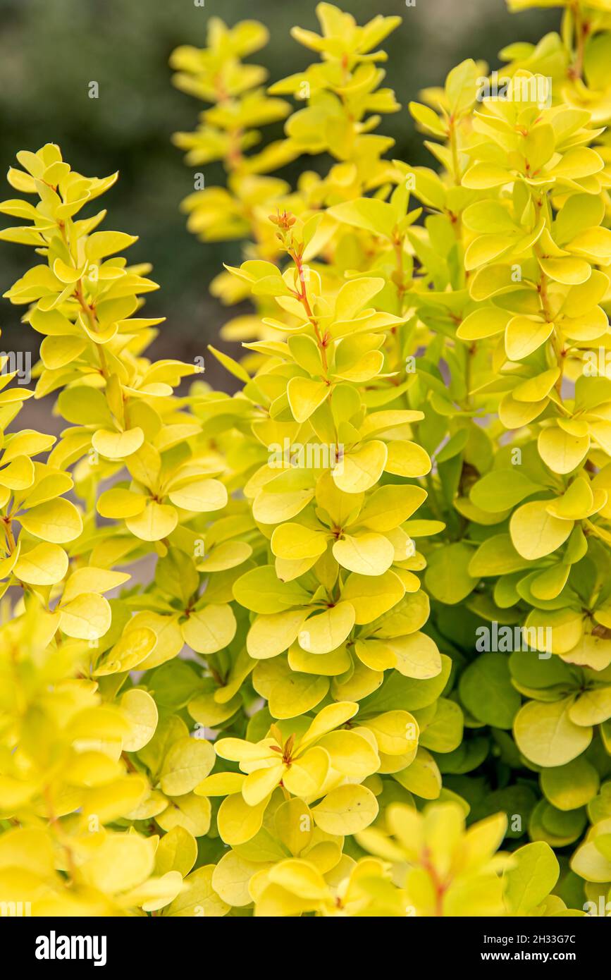 Gelbe Berberitze (Berberis thunbergii 'Maria') Stock Photo