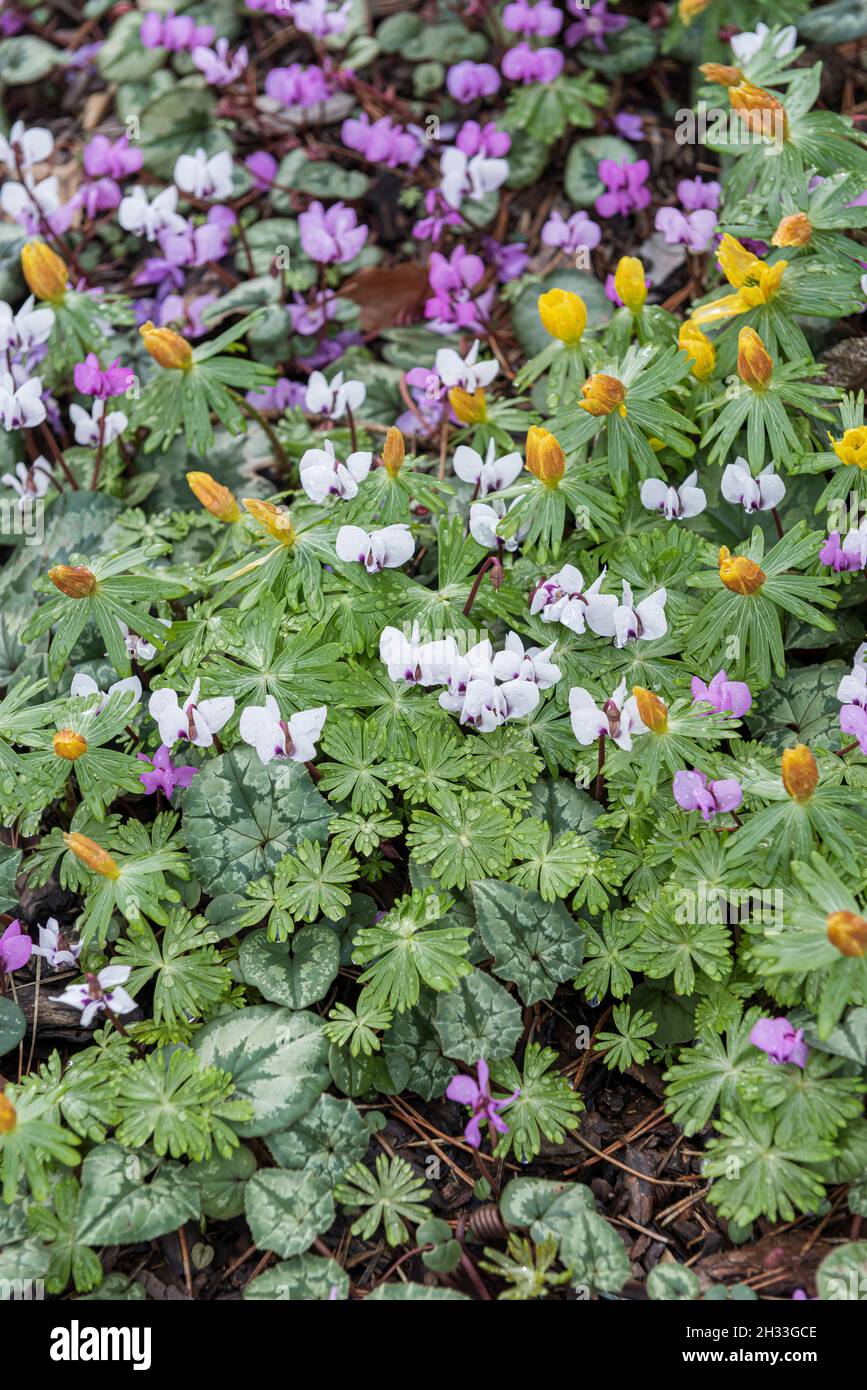 Frühlings-Alpenveilchen (Cyclamen coum 'Album'), Efeublätriges Alpenveilchen (Cyclamen hederifolium) Stock Photo
