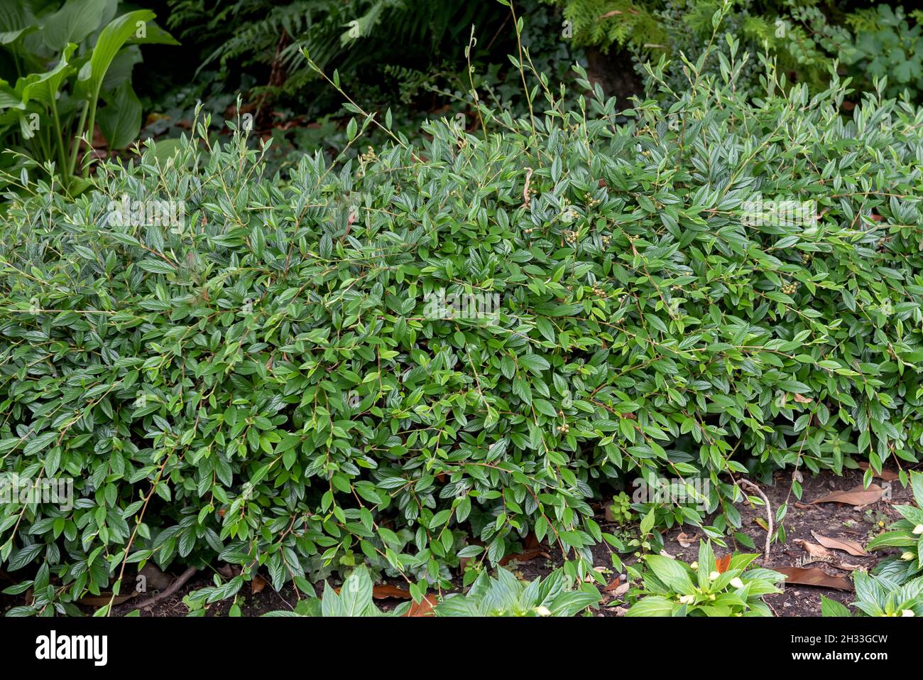 Weidenblättirge Zwergmispel (Cotoneaster salicifolius 'Parkteppich') Stock Photo