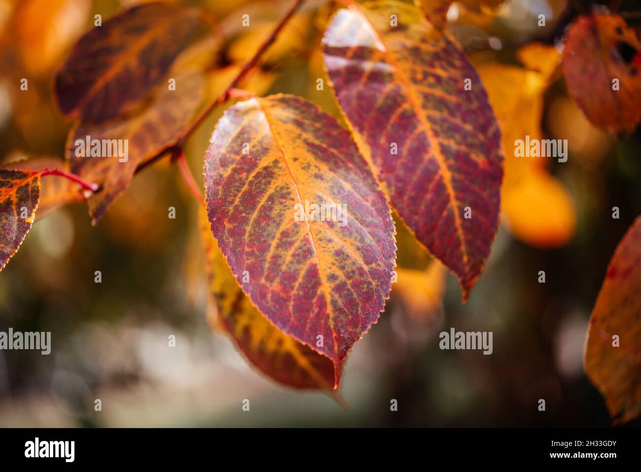 Colorful atumn leaves during fall season, orange and yellow leaves in the tree Stock Photo