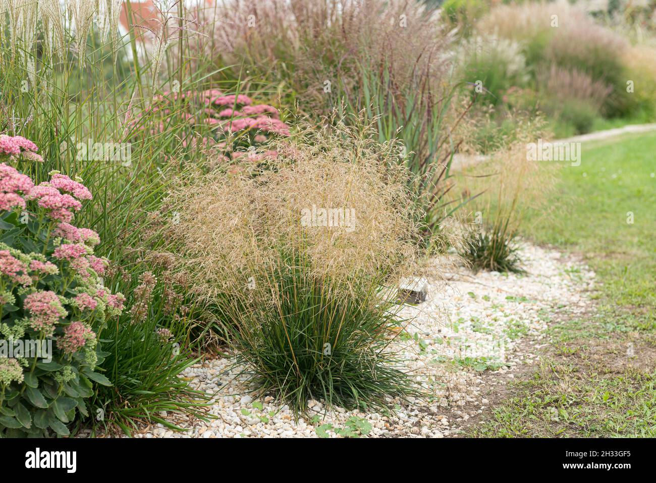 Niedere Waldschmiele (Deschampsia cespitosa 'Palava') Stock Photo