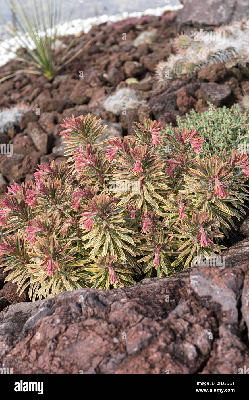 Wolfsmilch (Euphorbia 'Ascot Rainbow') Stock Photo