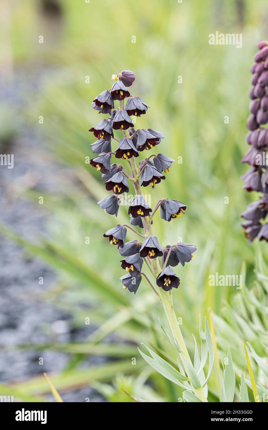 Persische Kaiserkrone Blumenzwiebel - Schachbrettblume Purpur 80cm Höhe