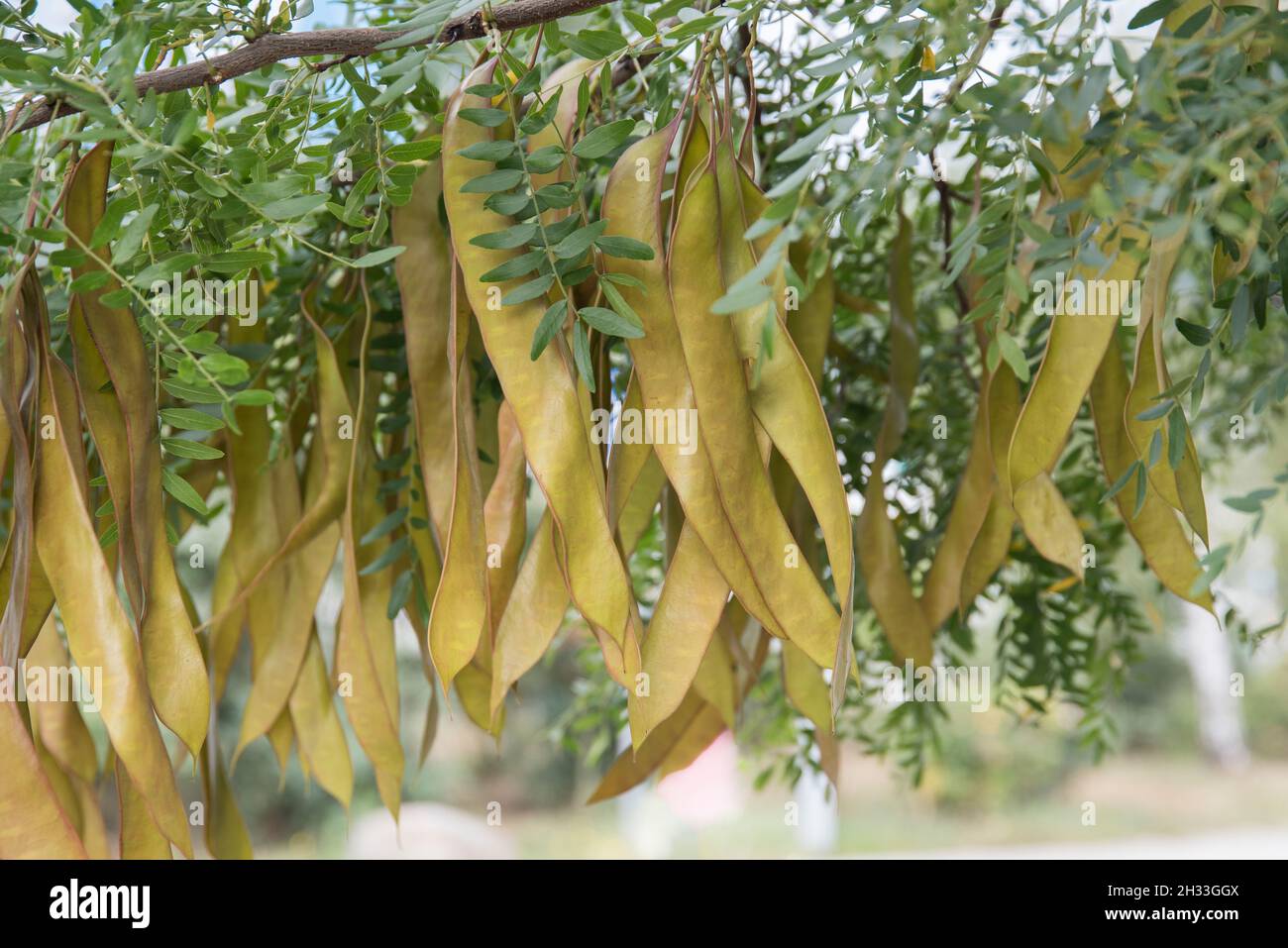 Amerikanische Gleditschie (Gleditsia triacanthos Stock Photo - Alamy