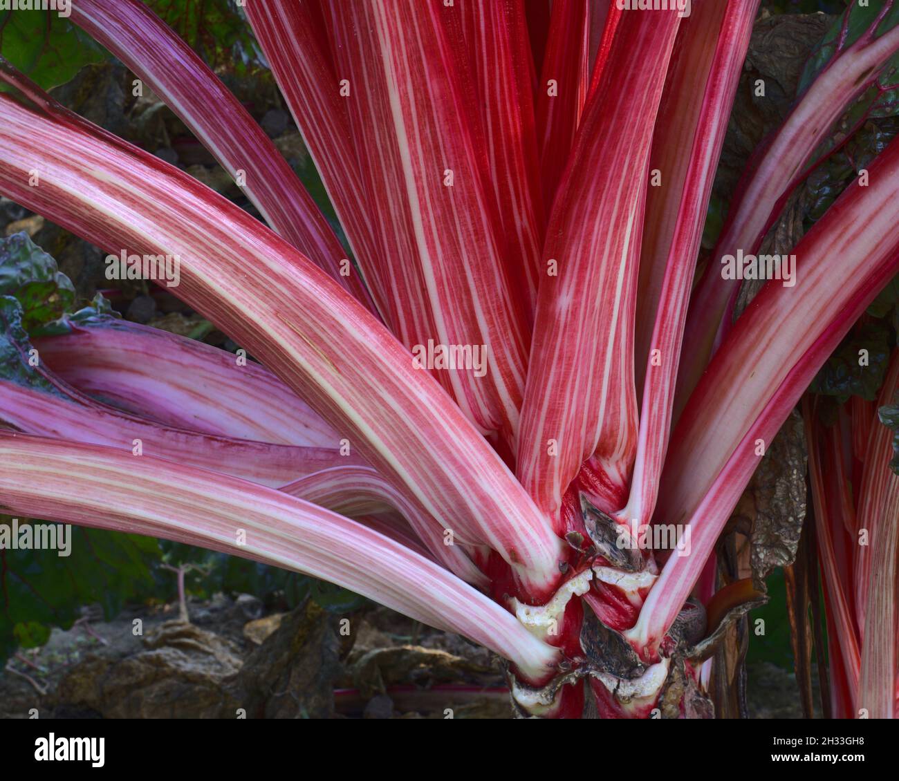 The crimson stems of red swiss chard vegetable plant Stock Photo