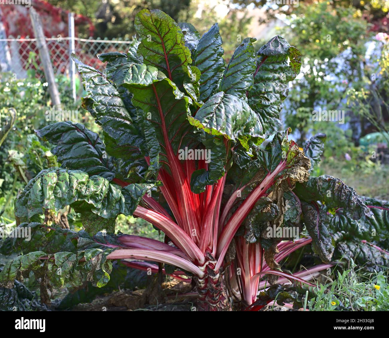 a large red swiss chard vegetable plant in the garden Stock Photo