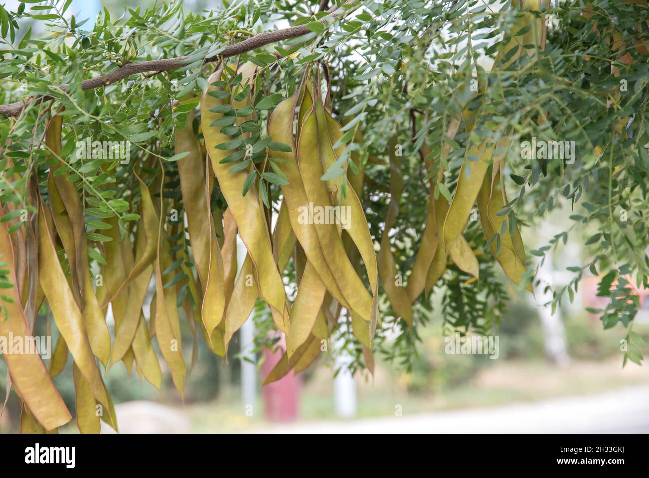 Amerikanische Gleditschie (Gleditsia triacanthos) Stock Photo