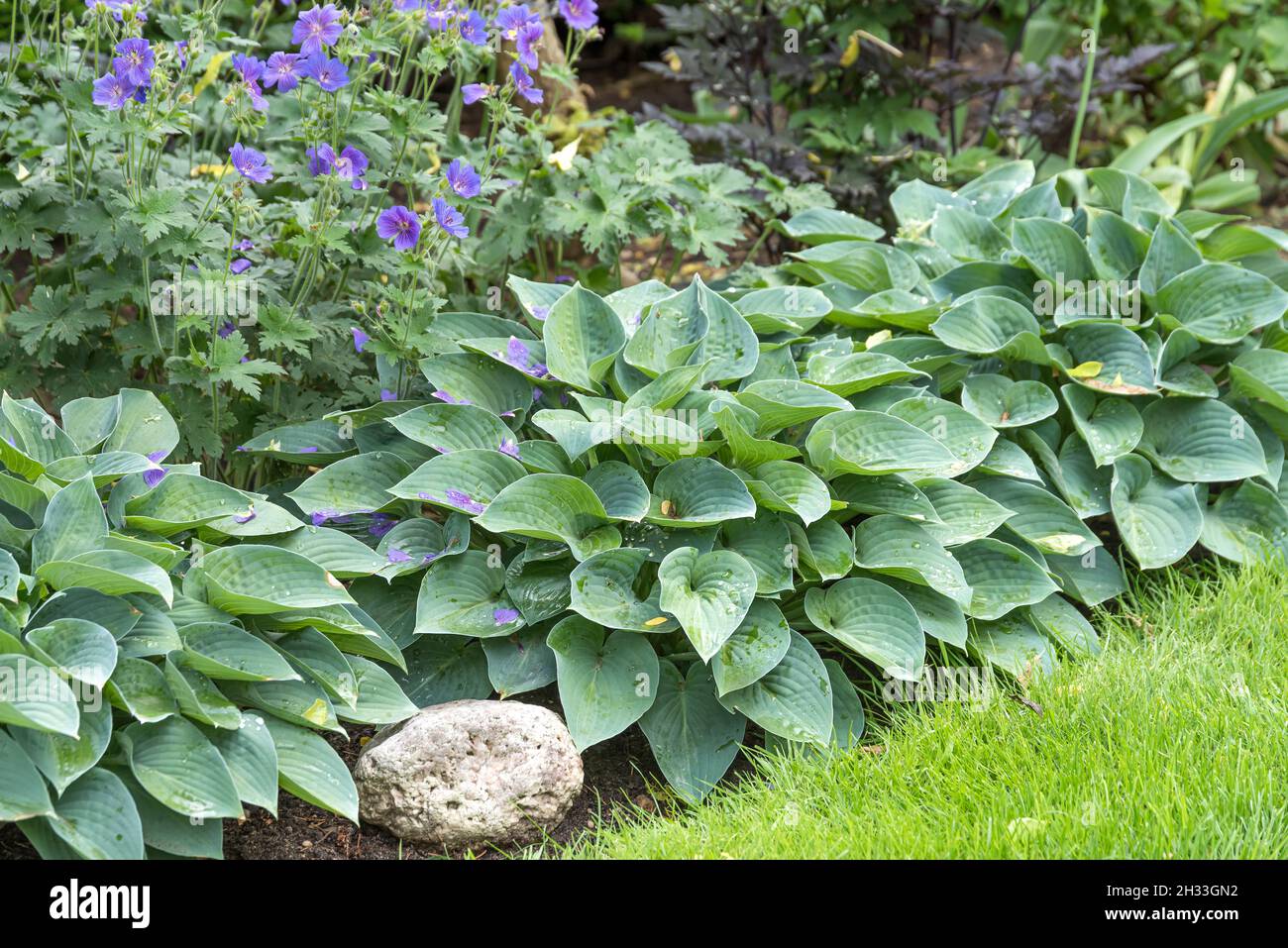 Funkie (Hosta 'Blue Cadet'), Storchschnabel (Geranium × magnificum 'Rosemoor') Stock Photo