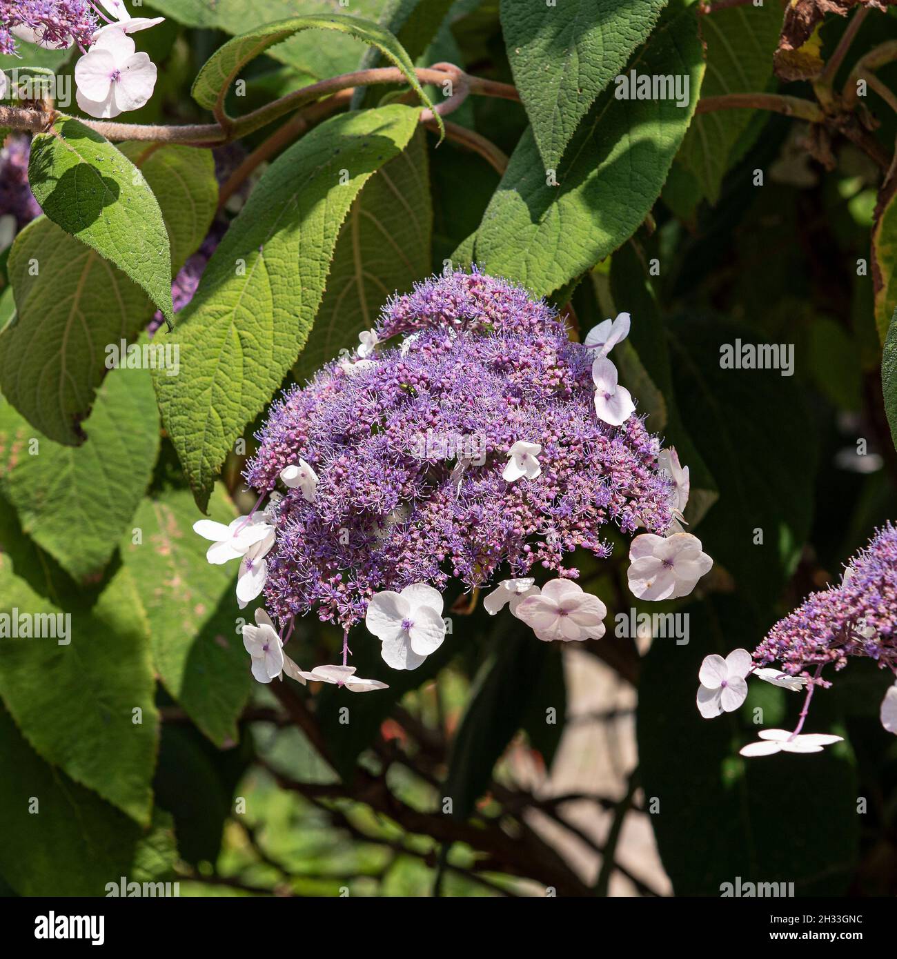 Samt-Hortensie (Hydrangea aspera 'Macrophylla') Stock Photo