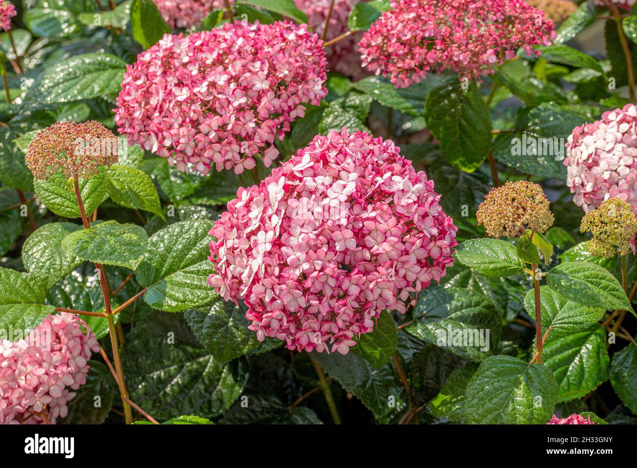 Rosa SchneeballHortensie (Hydrangea arborescens PINK ANNABELLE Stock