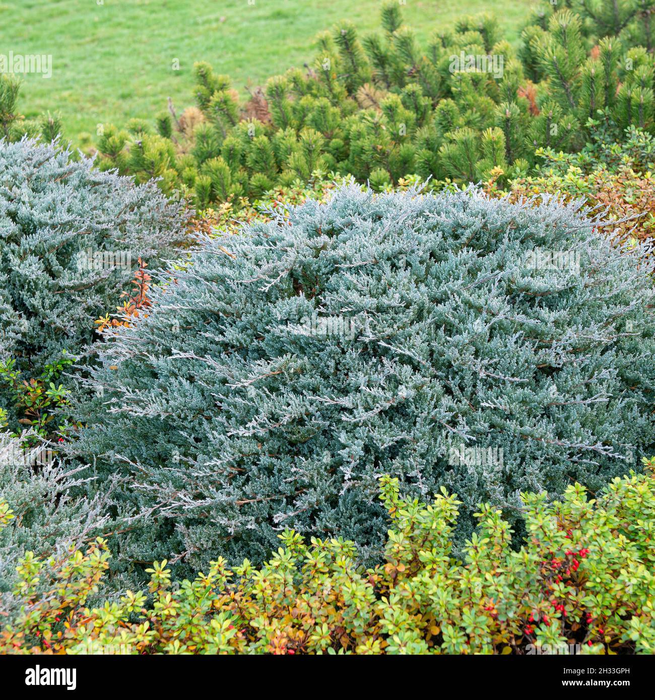 Kriech-Wacholder (Juniperus horizontalis 'Blue Chip') Stock Photo