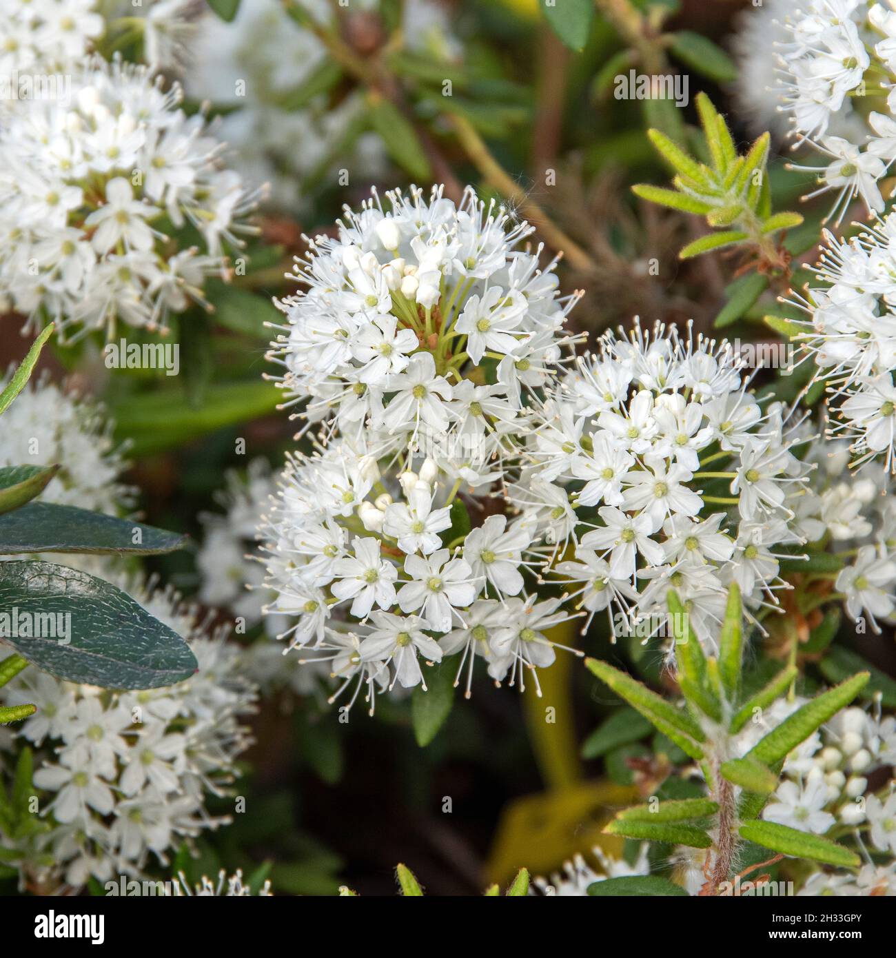 Ledum groenlandicum hi-res stock photography and images - Alamy