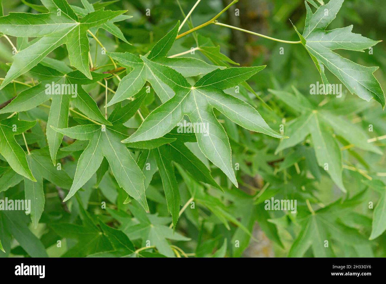 Amerikanischer Amberbaum (Liquidambar styraciflua 'Worplesdon' Stock