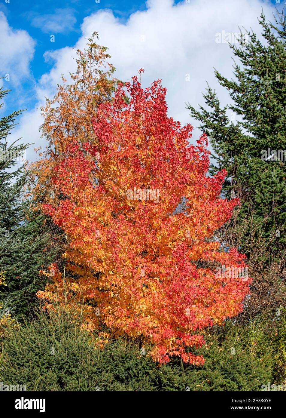 Amerikanischer Amberbaum (Liquidambar styraciflua Stock Photo Alamy