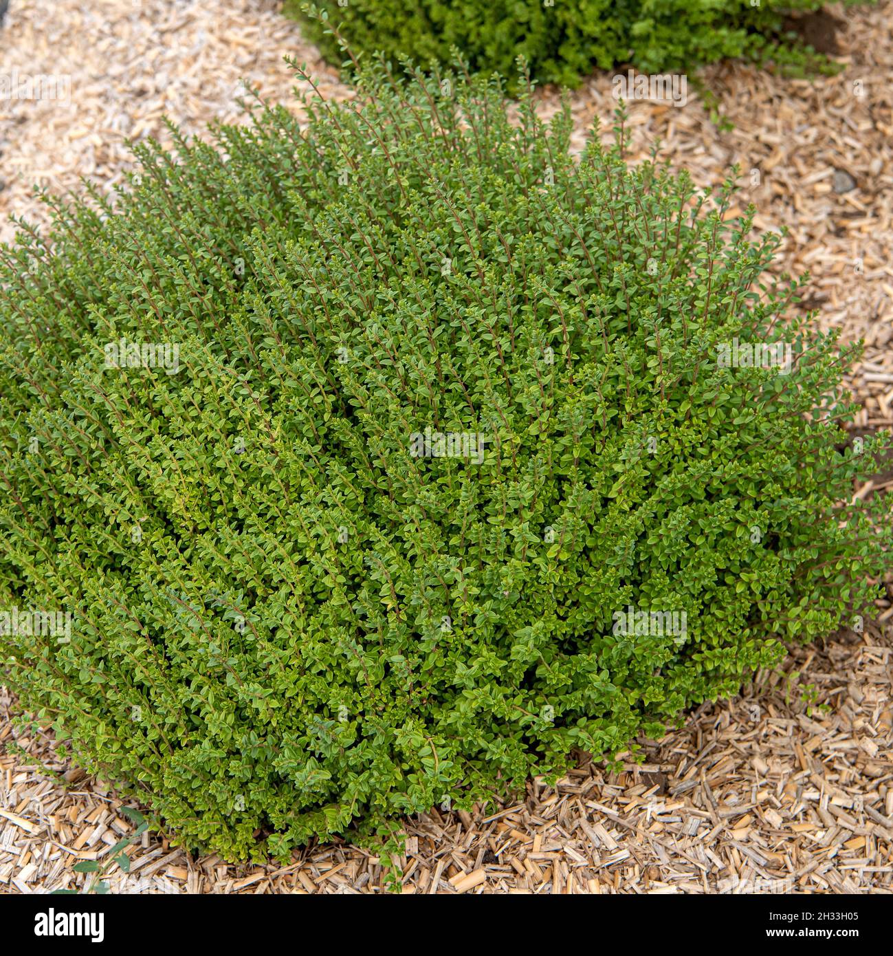 blue agapanthus plants Agapanthus 'Blue Yonder' – Nurseries Caroliniana main image 0