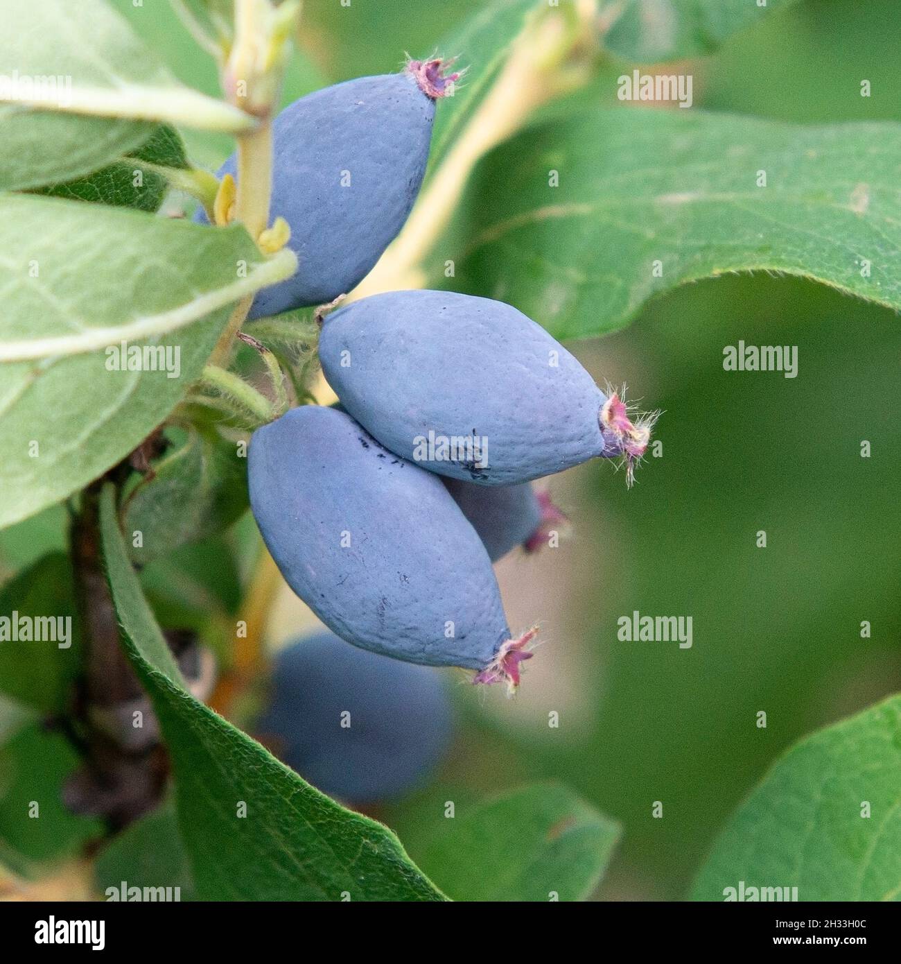 Blaue Honigbeere (Lonicera caerulea 'Leningradski Velikan') Stock Photo