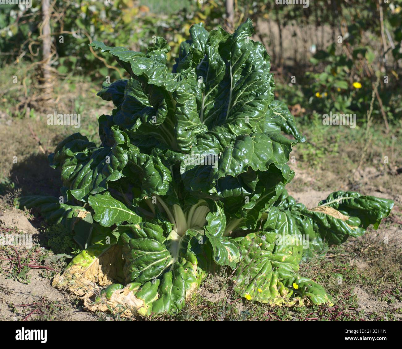 a large white swiss chard vegetable plant in the garden Stock Photo