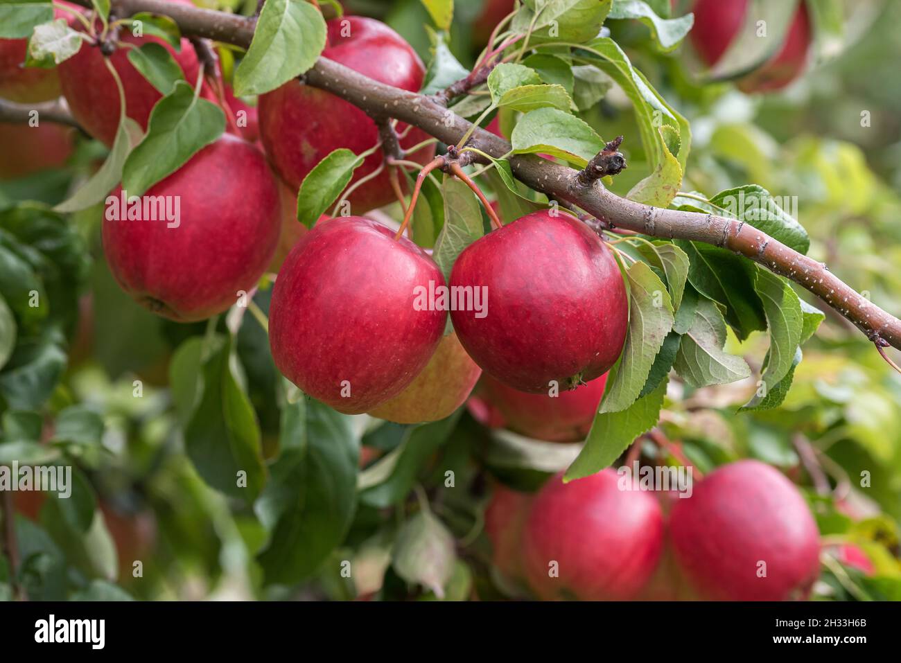 Apfel (Malus domestica 'Rewena' Stock Photo - Alamy