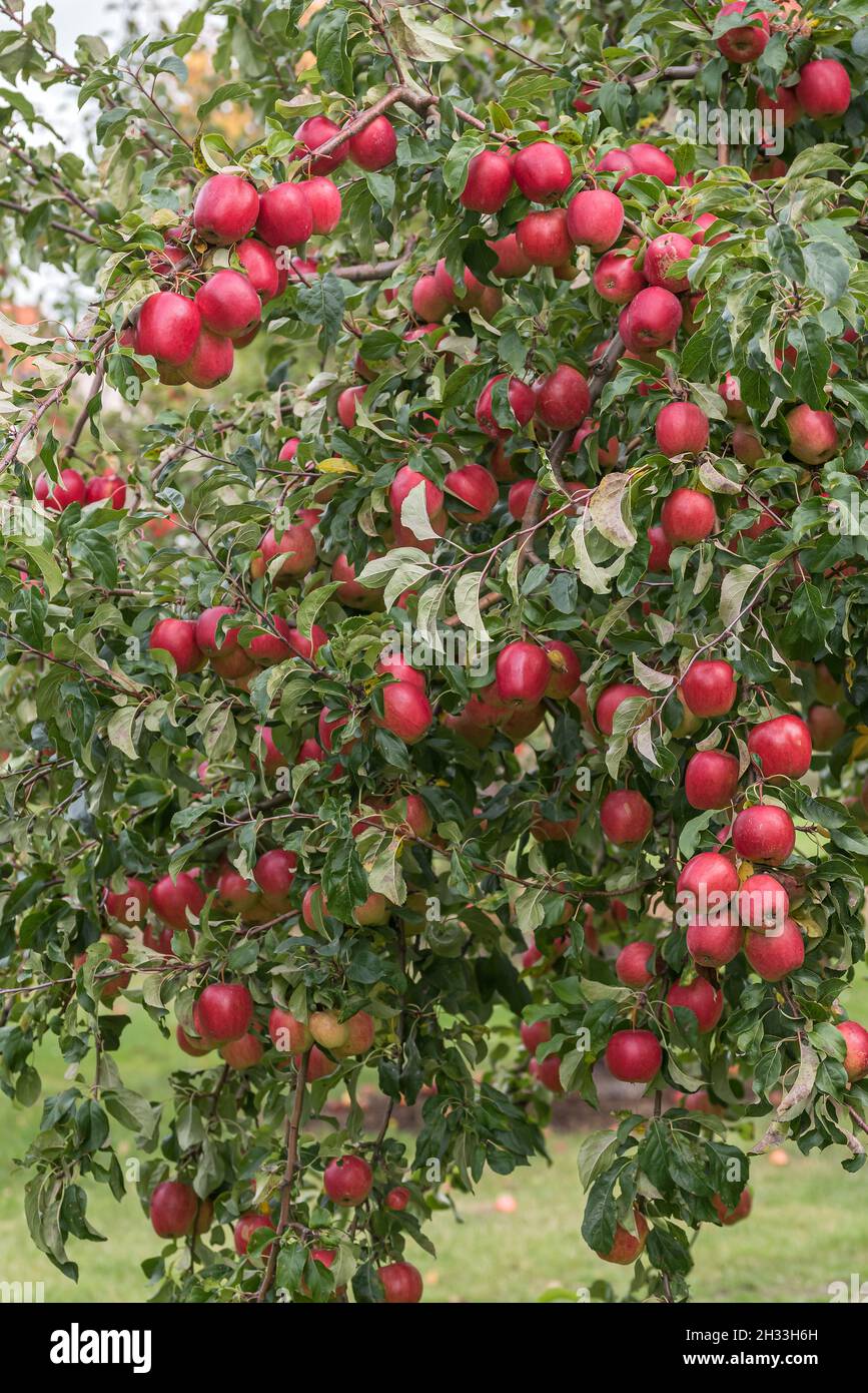 Apfel (Malus domestica 'Rewena' Stock Photo - Alamy