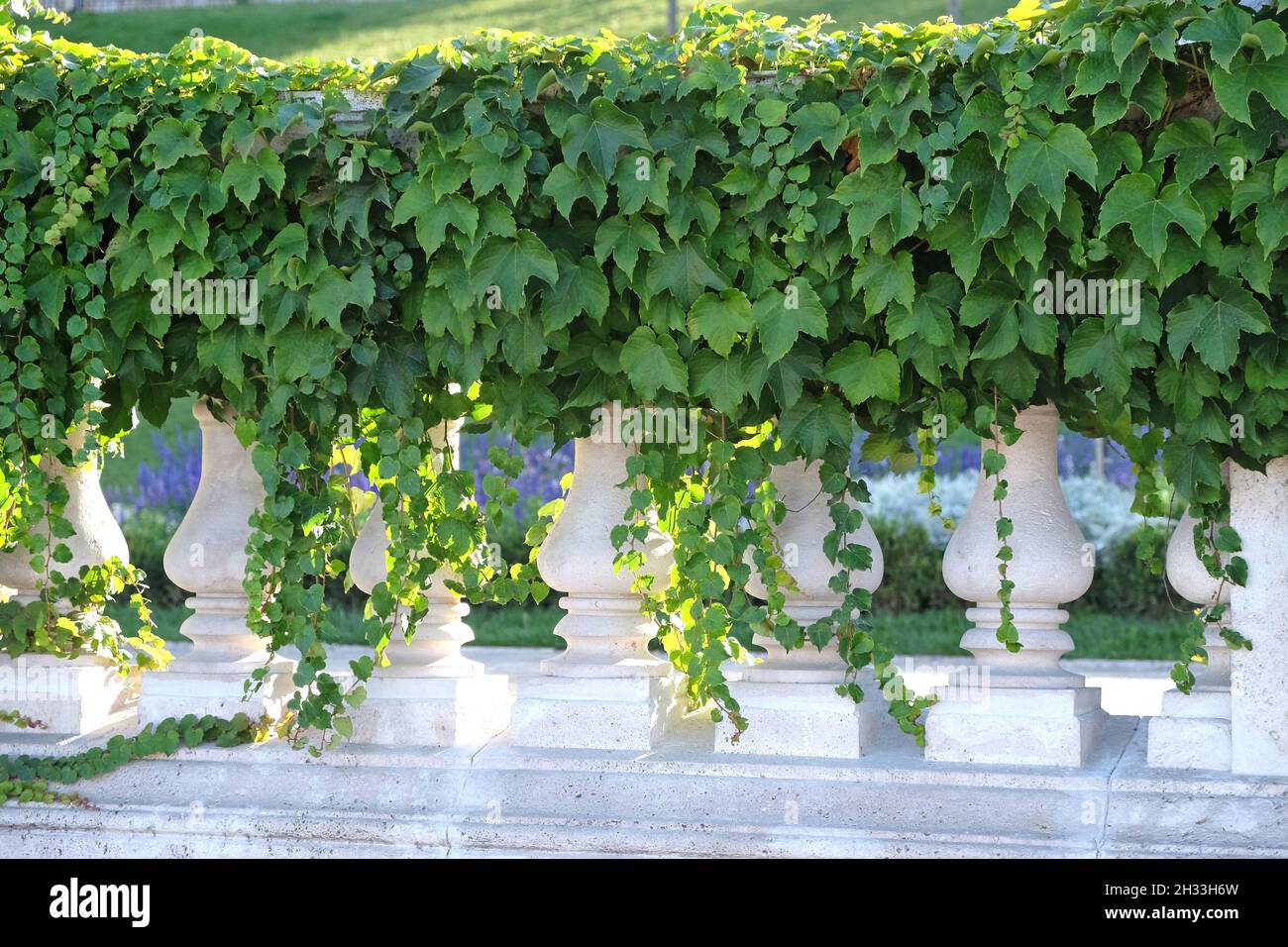 Wilder Wein (Parthenocissus tricuspidata 'Veitchii') Stock Photo