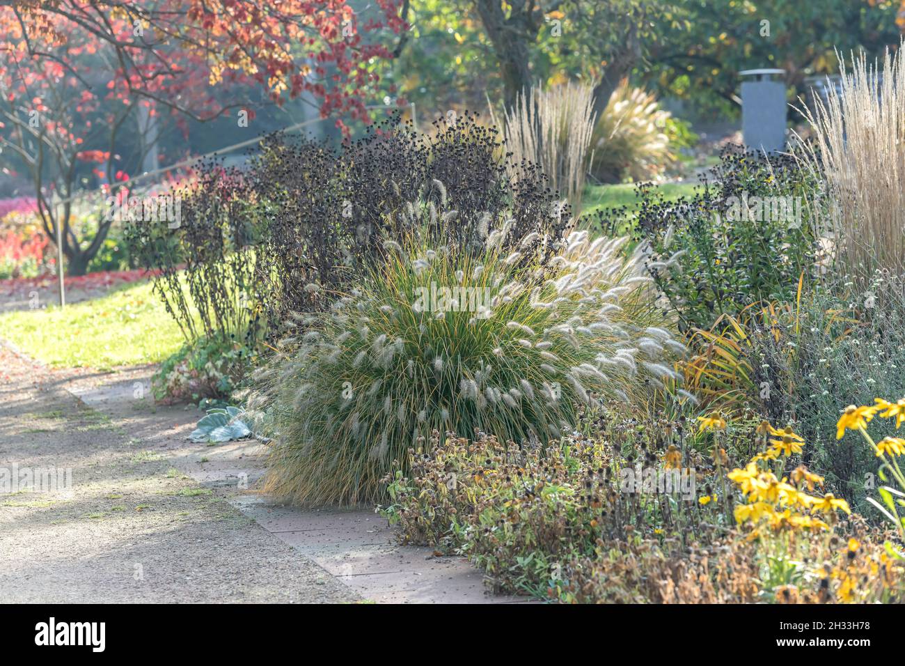 SommerblumenGarten, LampenputzerGras (Pennisetum alopecuroides