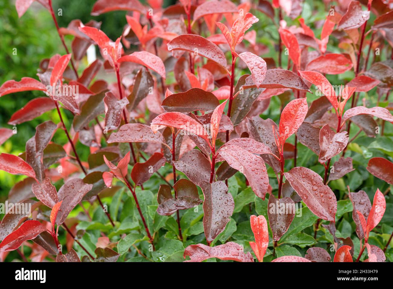 Glanzmispel (Photinia  fraseri 'Camilvy' Stock Photo - Alamy