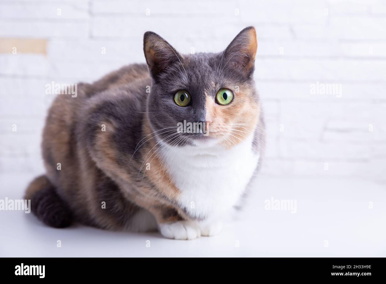 Domestic tricolor (white, gray, red) mestizo cat with yellow-green eyes against a white wall. Close-up, selective focus. Stock Photo