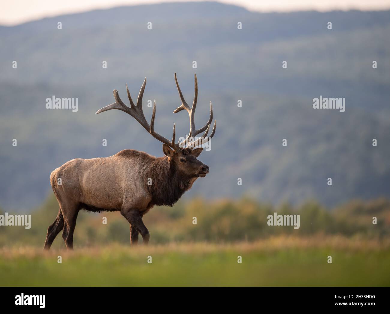 Elk In Fall Bull elk during the rut season in autumn Stock Photo - Alamy