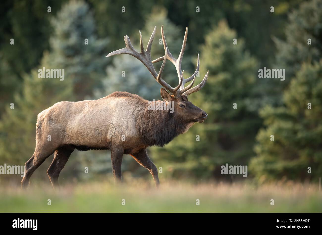 Elk In Fall Bull elk during the rut season in autumn Stock Photo - Alamy