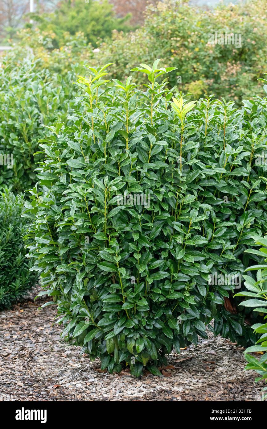 Lorbeer-Kirsche (Prunus laurocerasus GENOLIA Stock Photo - Alamy