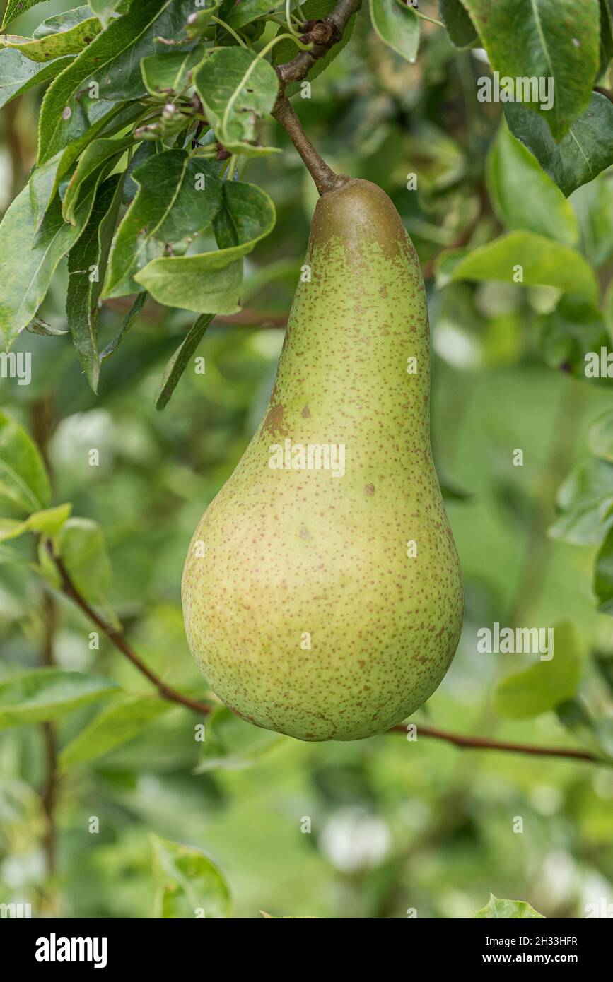 Pianta Di Pero Abate Fetel - Alberello Da Frutto In Vaso 28cm, Pyrus Communis, Vera Da Esterno