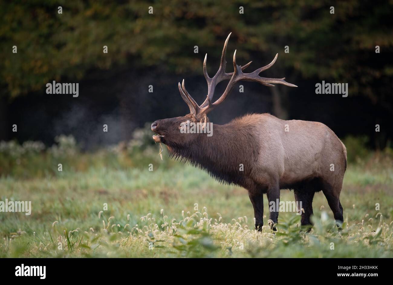 Elk In Fall Bull and cow during rutting season hi-res stock photography and images ...