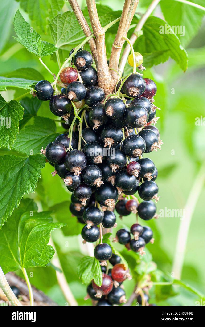 Schwarze Johannisbeere (Ribes nigrum 'Titania') Stock Photo