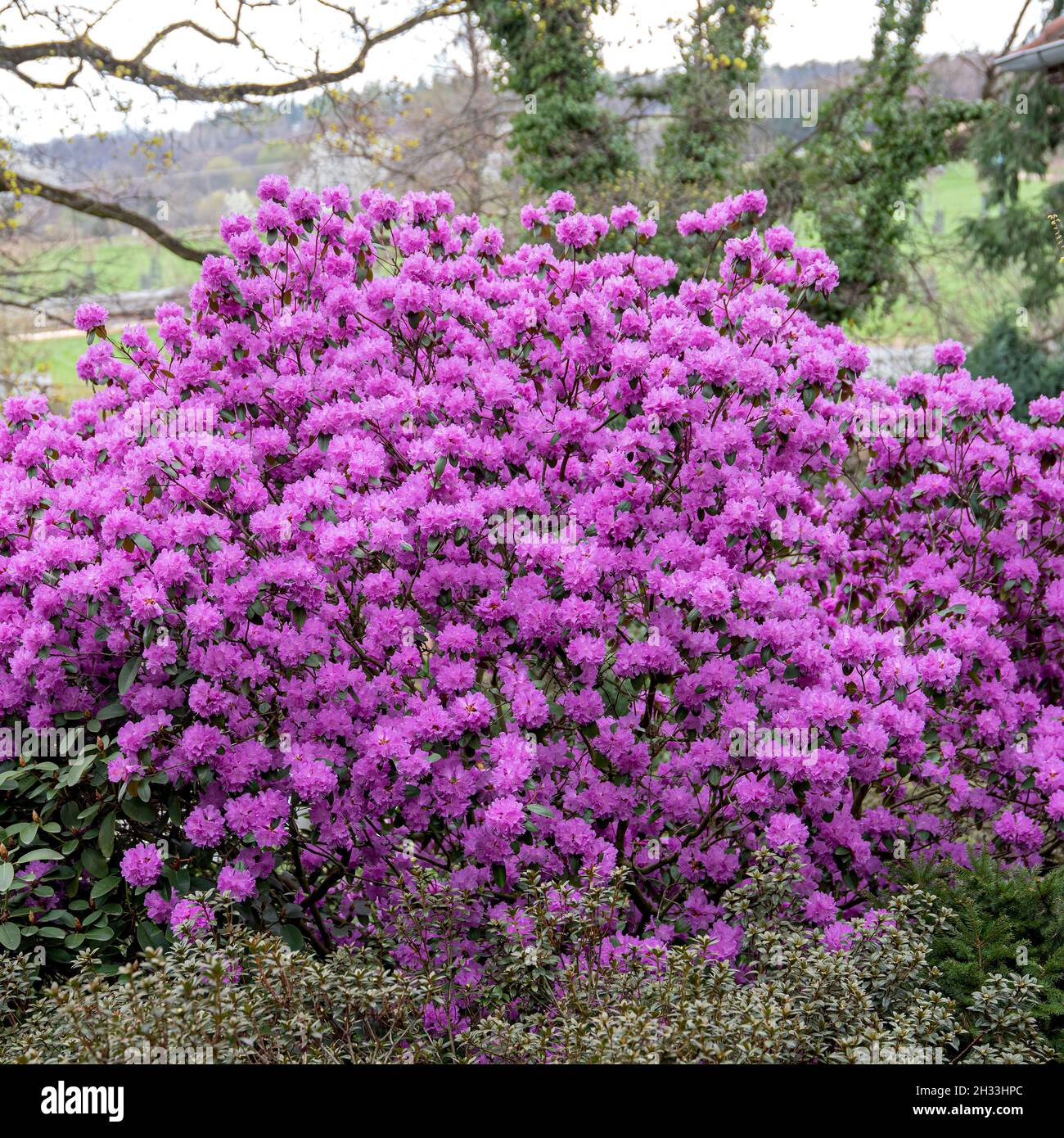 Kleiner Rhododendron (Rhododendron 'P.J. M. Regal') Stock Photo