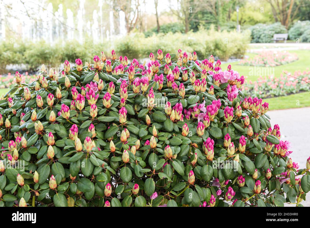 taxus preis Eibe (140 - 160 cm) Taxus baccata als starke Ballenware