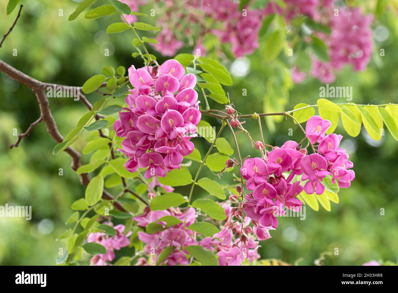 Robinie (Robinia × margaretta CASQUE ROUGE) Stock Photo