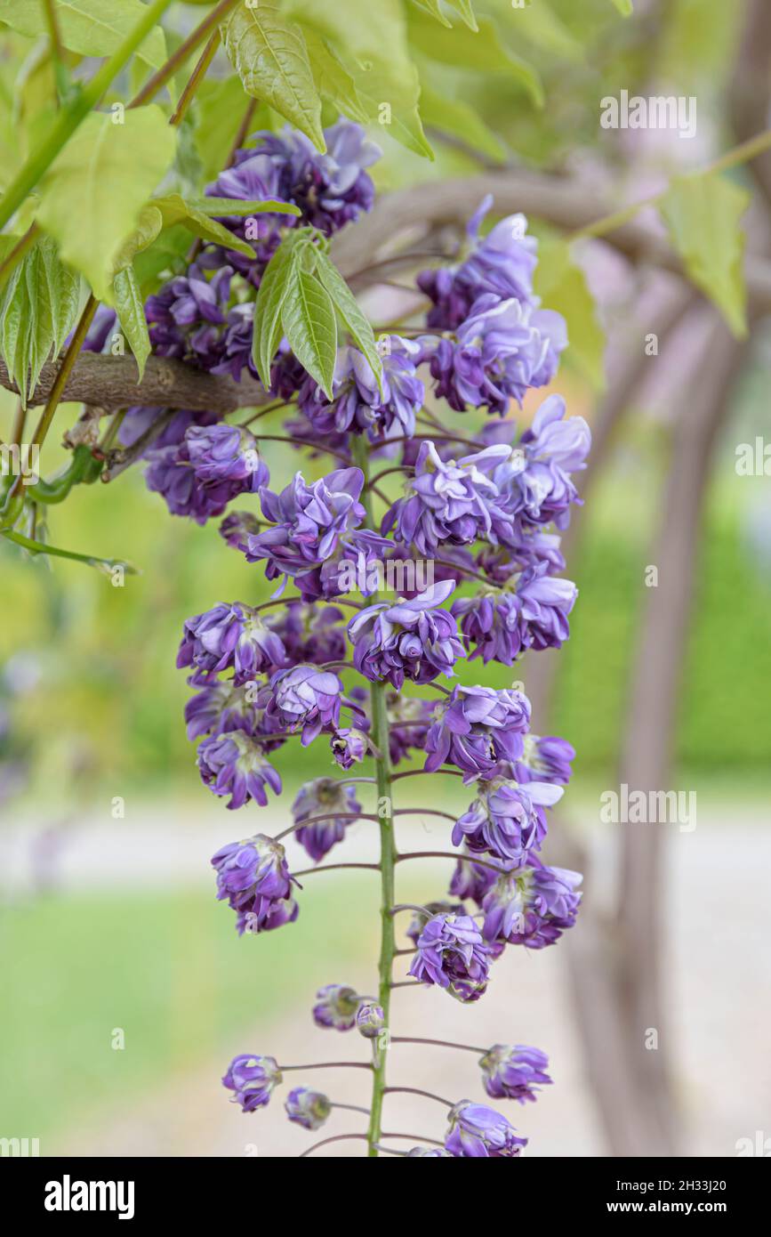 Wisteria floribunda violacea plena hi-res stock photography and images -  Alamy