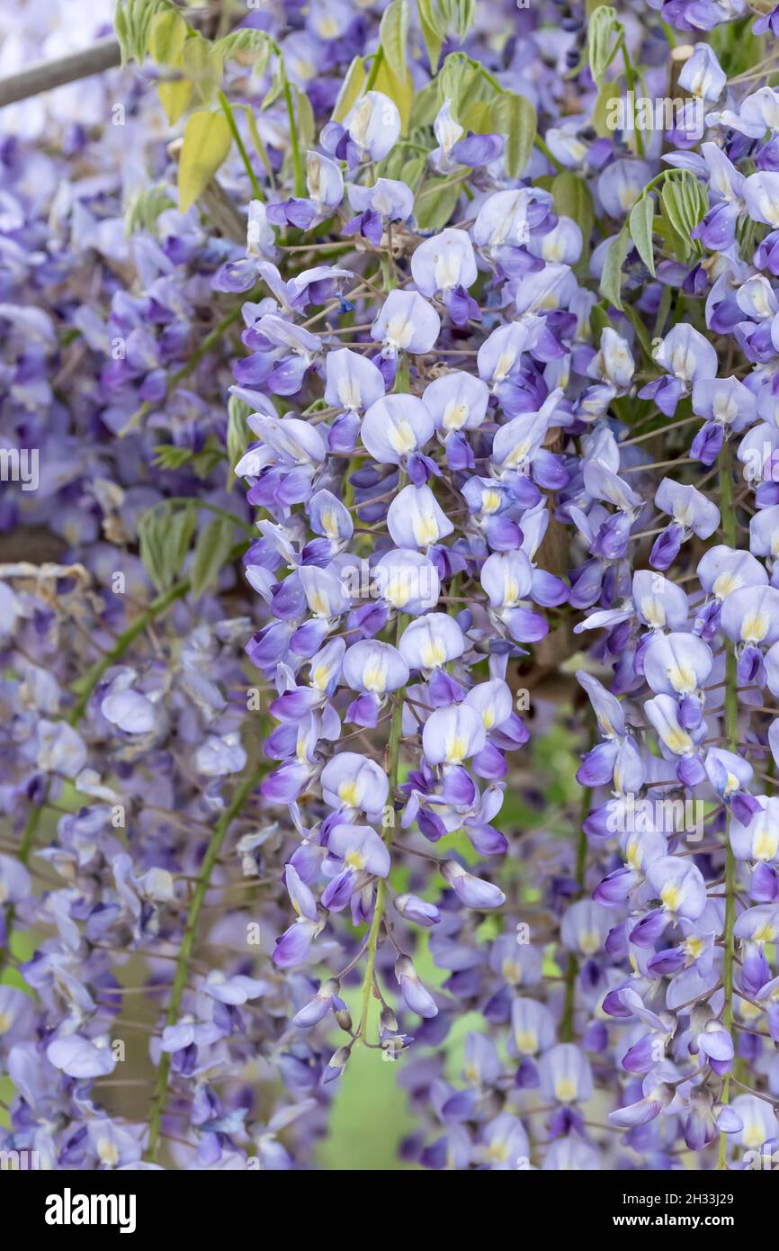 Wisteria formosa issai perfect wisteria floribunda issai perfect hi-res  stock photography and images - Alamy