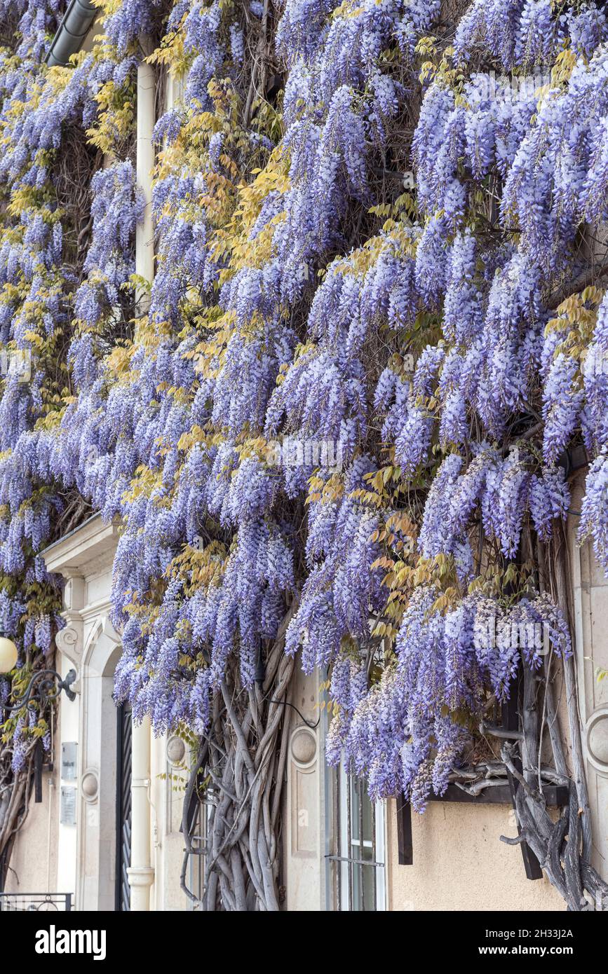 Auf Stamm 150 Chinesischer Blauregen  Wisteria Sinensis, 150200 Cm (aus  Der Baumschule, Eingetopft)