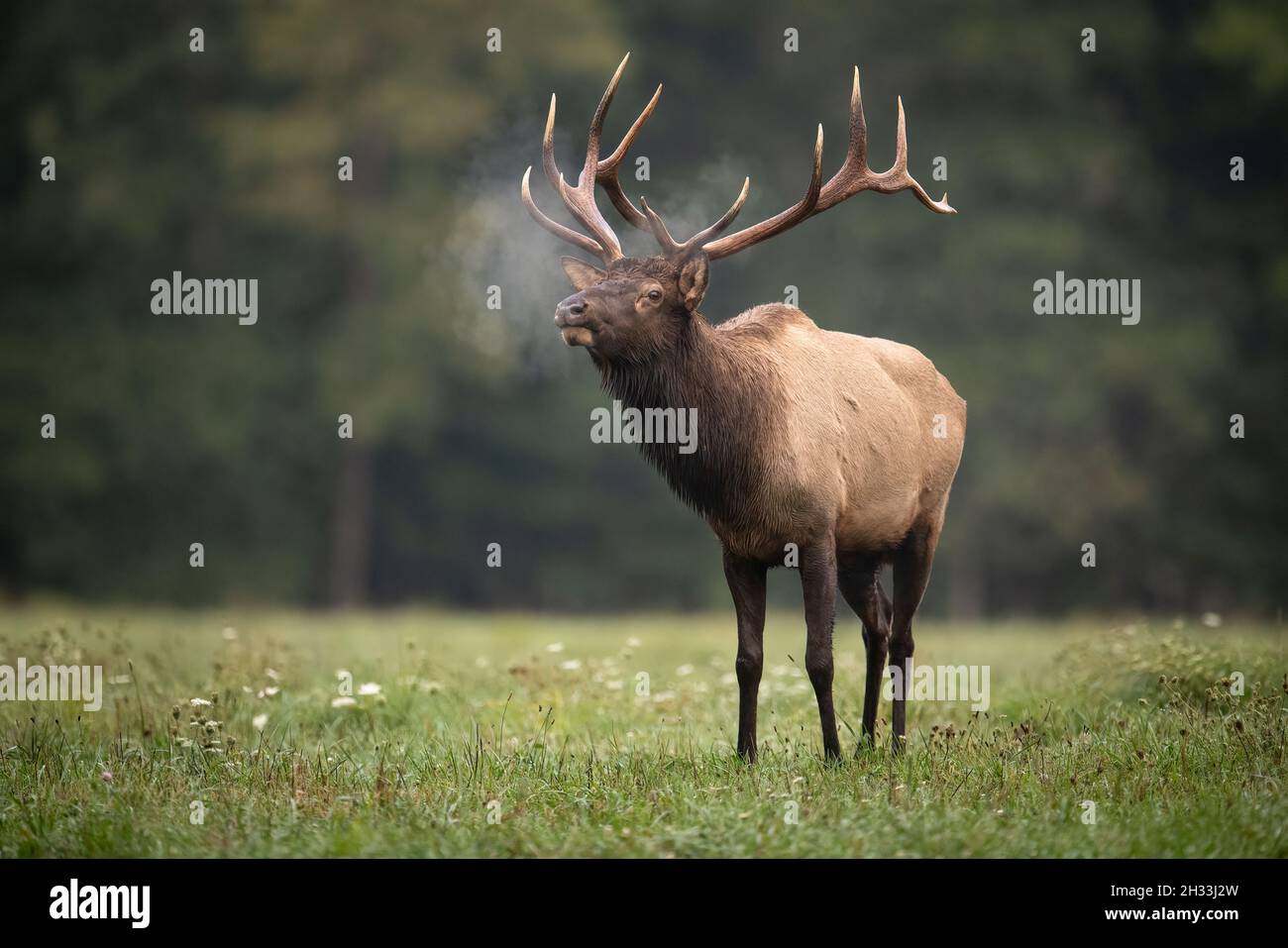 Bull elk during the rut season in autumn Stock Photo - Alamy