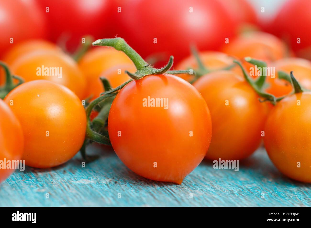 Cherry tomatoes. Freshly picked homegrown Sungold tomatoes - a cordon grown orange variety. Stock Photo