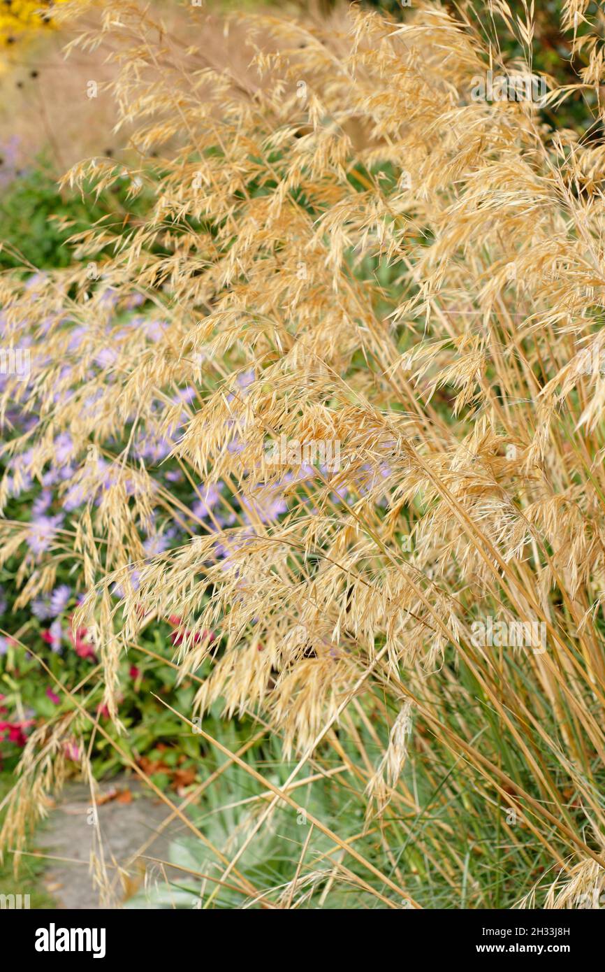 Stipa gigantea ornamental grass. Giant feather grass caught in a breeze in an autumn garden border displaying characteristic golden seedheads. UK Stock Photo