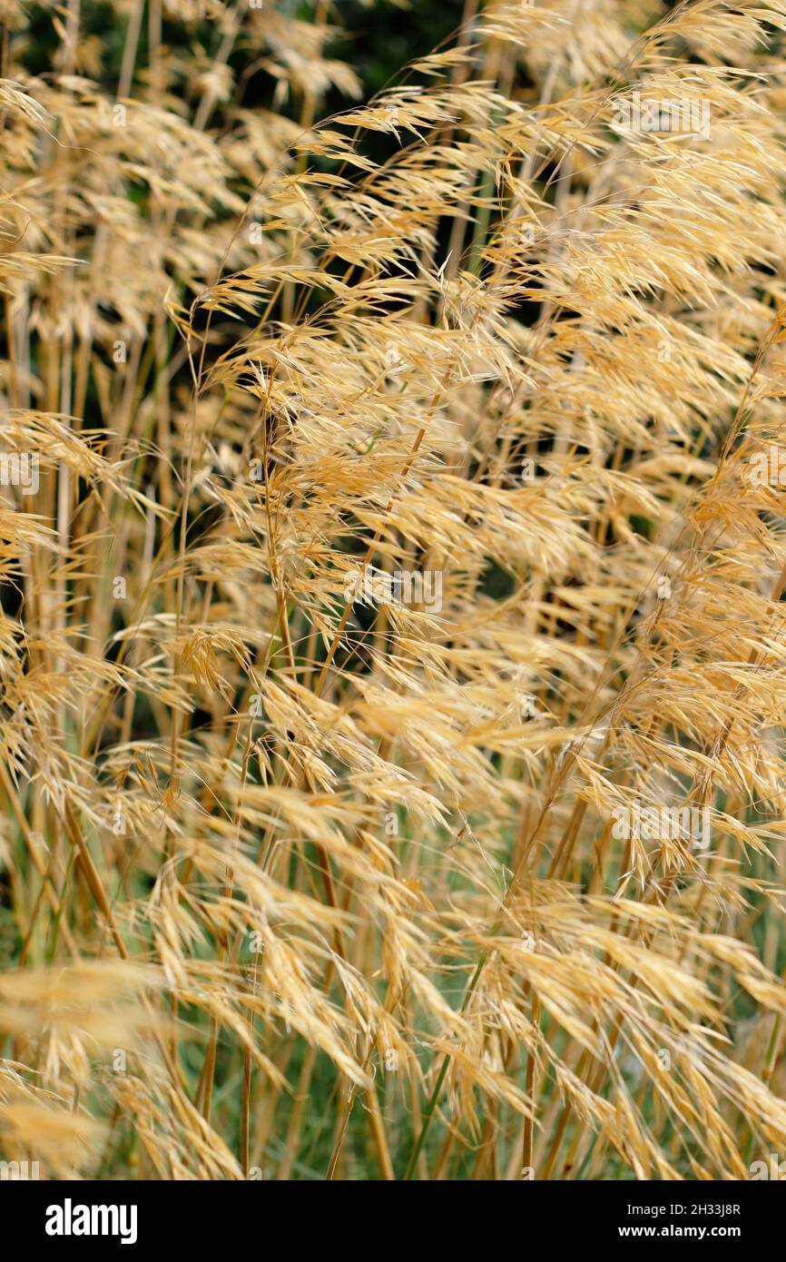 Stipa gigantea ornamental grass. Giant feather grass caught in a breeze in an autumn garden border displaying characteristic golden seedheads. UK Stock Photo